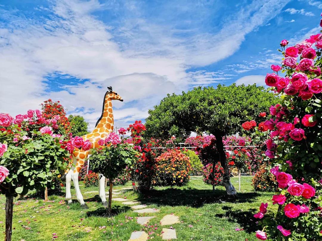 周末去哪兒？麗江這里花開成海，把園區打造成湖濱公園景區快來打卡！