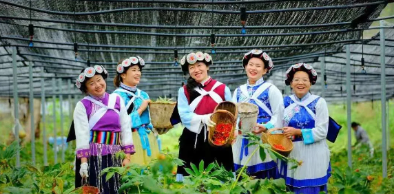 50000多畝洋芋花開！太安迎來一年中的最美季節~