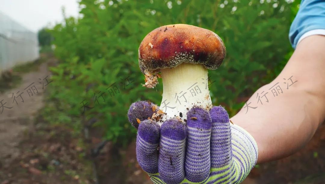 距離城區不到20分鐘！竟藏著一處可以采菌子的