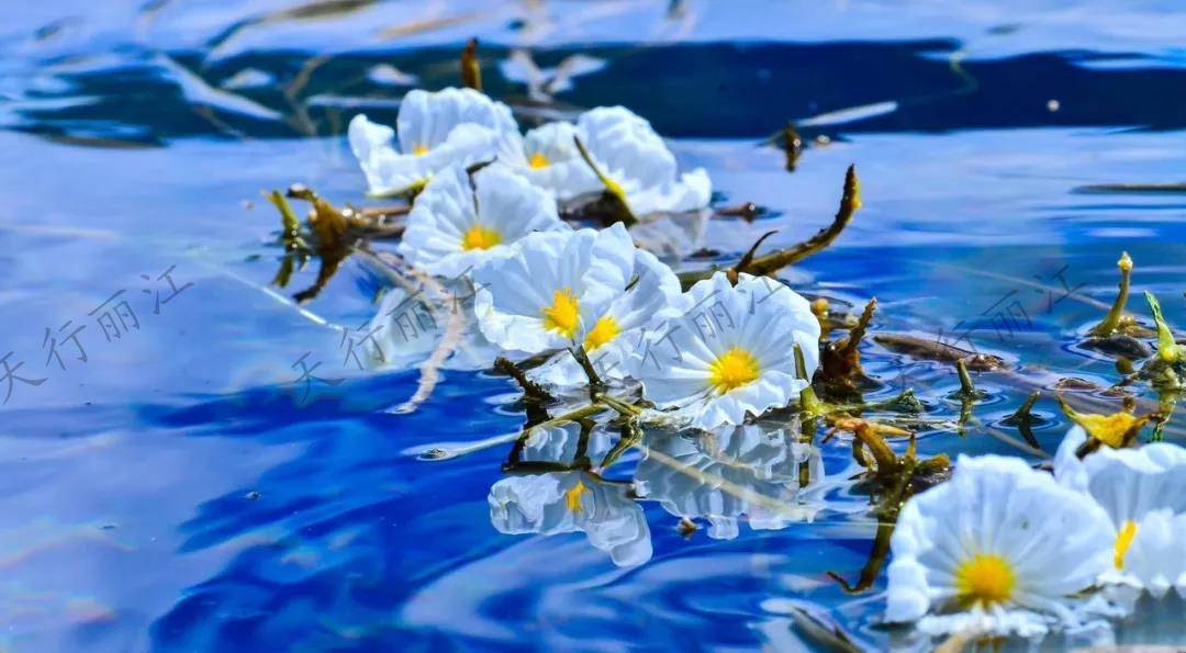 這個夏天一定要來麗江，看一次“水性楊花”