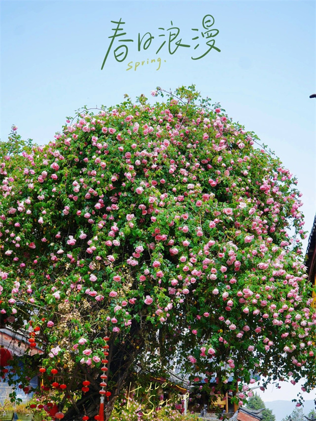 云南旅游,云南旅行社,云南團建公司,云南會議公司,云南策劃公司,麗江旅游,麗江旅行社,麗江團建公司,麗江策劃公司,麗江會議公司：一季芳華，半城詩畫，麗江古城的薔薇開了