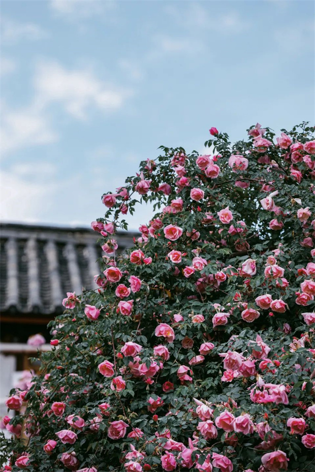 云南旅游,云南旅行社,云南團建公司,云南策劃公司,云南會議公司,麗江旅游,麗江旅行社,麗江團建公司,麗江策劃公司,麗江會議公司：一藤成景、孤株成林，有種幾乎接近于完美的花叫“麗江之路”